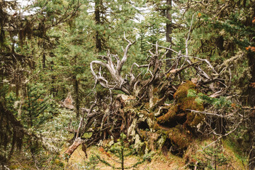The chaos of nature. An upside down old tree root covered with moss and old needles. Dramatic abstract background.