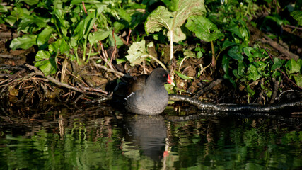 Moorhen Gallinula chloropus in still water in early morning sunlight, North Yorkshire, England, United Kingdom
