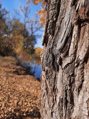 bark of a tree