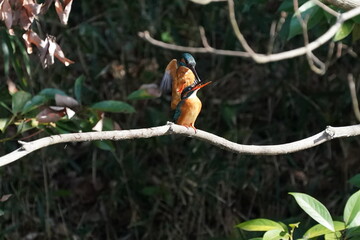 common kingfisher on the branch