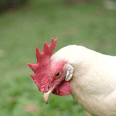 white chicken on a farm
