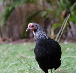 black and white chicken