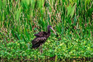 glossy ibis walking in the swamp
