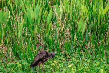 glossy ibis walking in the swamp