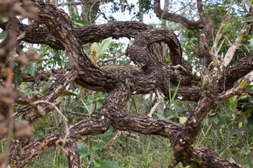 tree in the forest