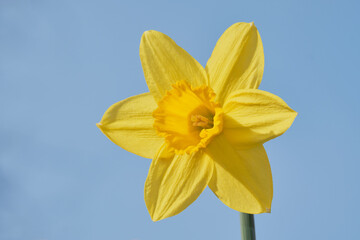 Single yellow daffodil standing proud before clear blue sky © Annee