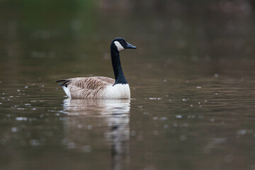 Canada Geese, Canada Goose, Branta Canadensis in environment