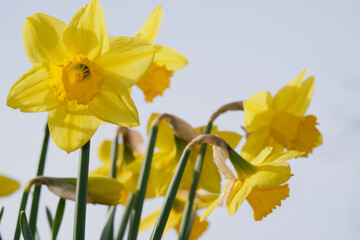 High key image of bright, yellow daffodils and clear skies.