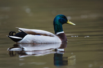 Mallard Duck, Mallard, Anas platyrhynchos