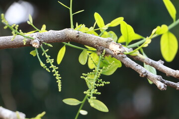 Melientha suavis Pierre,with green leaves.