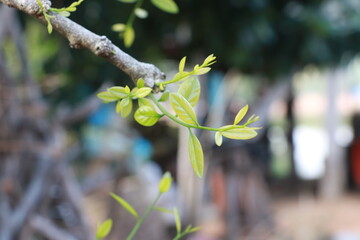 Melientha suavis Pierre,with green leaves.