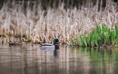 Mallard Duck, Mallard, Anas platyrhynchos