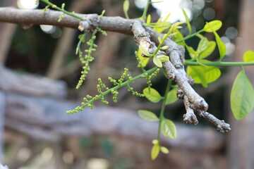Melientha suavis Pierre,with green leaves.