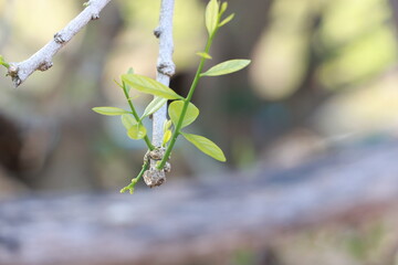Melientha suavis Pierre,with green leaves.