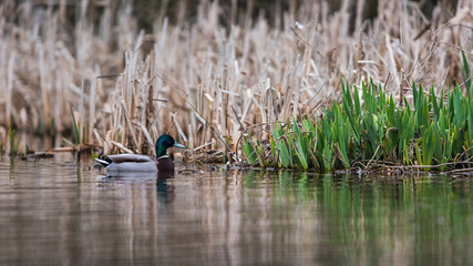 Mallard Duck, Mallard, Anas platyrhynchos