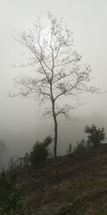 tree in fog