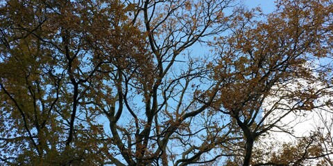 branches against blue sky