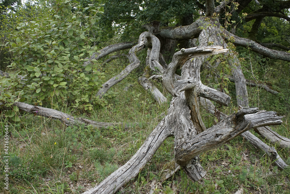 Poster view of old tree branches with greenery in the forest