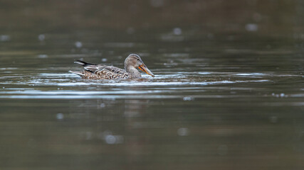 Northern Shoveler, Shoveler, Anas clypeata - female on the water