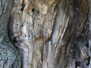 The trunk of an old decayed tree texture. Close