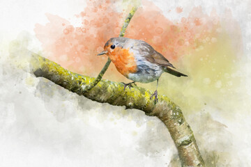 Watercolor robin redbreast. Hand painted bird isolated on white background. Wildlife illustration for design, print, fabric or background.