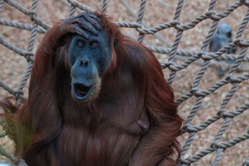 Closeup shot of a yawning orangutan © Kevin Page/Wirestock