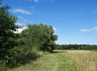 Fototapeta na wymiar Summer landscape with green grass and blue sky. Country road and trees. Clear day