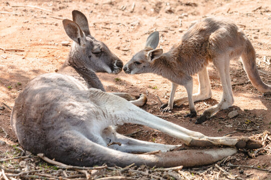 Two Red Giant Kangaroos Female And Joey Nose To Nose. Cute Young Kangaroo And Its Mother Doe Lying On The Ground.