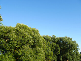 Summer landscape with green grass and blue sky. Country road and trees. Clear day