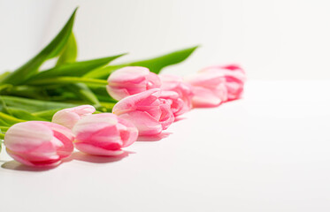 Spring Pink Tulips