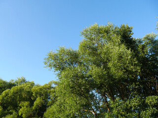Summer landscape with green grass and blue sky. Country road and trees. Clear day