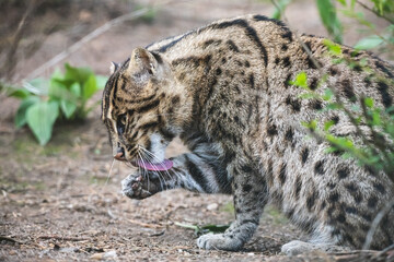 Beautiful fishing cat licking its paw. Wild asian cat (Prionailurus viverrinus) with yellowish tawny fur with black spots and stripes.