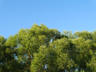 The tops of a large tree and the blue clear sky. Summer. Clear day
