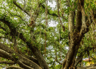 Fototapeta premium The Banyan Tree in The Courthouse Square is The Largest Tree in The United States, Lahaina, Maui, Hawaii, USA