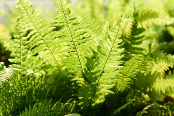 Green Sword Fern or Fishbone fern (Nephrolepis cordifolia) in a garden, Decoration leaf plant, Spring season Nature background