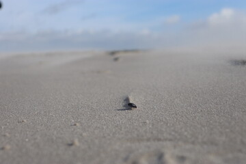 sand formations behind a pebble and blured background