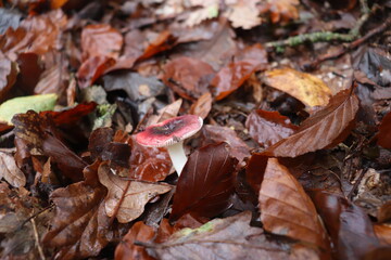 little red mushroom hiding between old leaves