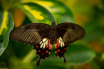 beautiful butterfly on a large green leaf
