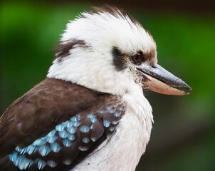 Kookaburra