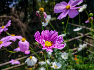 Cosmos is a genus, with the same common name of cosmos, consisting of flowering plants in the sunflower family.