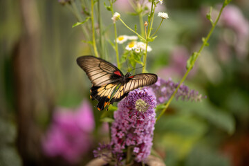 beautiful butterfly on a flower close up