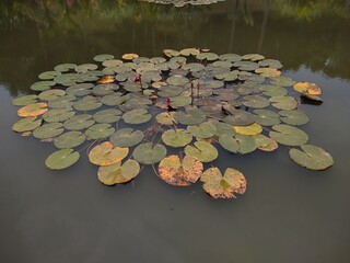 Obraz na płótnie Canvas water lilies (Nymphaeaceae) plant leave in a pond