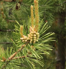 Lodgepole Pine (Pinus contorta) cones & needles in Beartooth Mountains, Montana