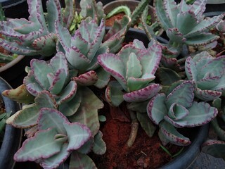 Kalanchoe fedtschenkoi (Bryophyllum fedtschenkoi) plant in the garden