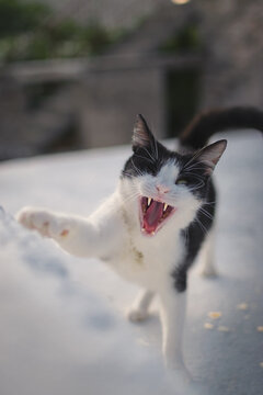 Fnny cat playing in a garden covered in the snow under the sunlight in Postira, Croatia