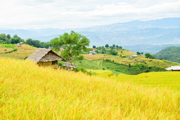 Pa Bong Piang Rice Terraces at Chiang Mai Province