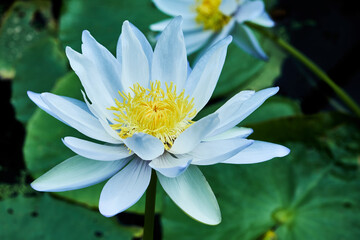 There are more than 17 species of native waterlilies and two species of native lotus have been discovered in Northern Australia. Most of these species are sub-tropical and tropical varieties that norm