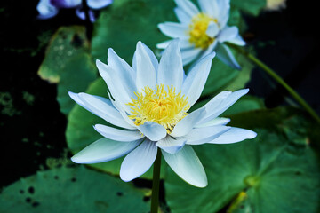 There are more than 17 species of native waterlilies and two species of native lotus have been discovered in Northern Australia. Most of these species are sub-tropical and tropical varieties that norm