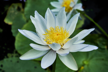 There are more than 17 species of native waterlilies and two species of native lotus have been discovered in Northern Australia. Most of these species are sub-tropical and tropical varieties that norm