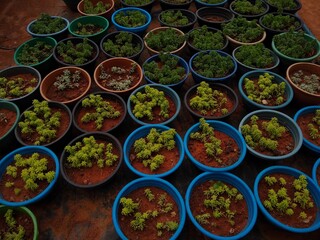 potted plants, carpet sedum (Sedum lineare) plants in a nursery